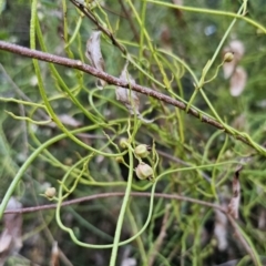 Cassytha pubescens at Buckenbowra, NSW - 6 Oct 2023 06:24 PM