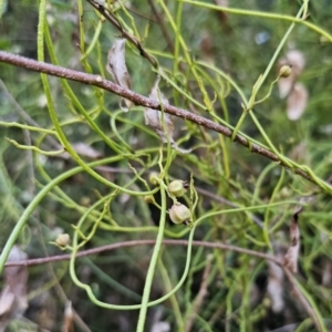 Cassytha pubescens at Buckenbowra, NSW - 6 Oct 2023 06:24 PM