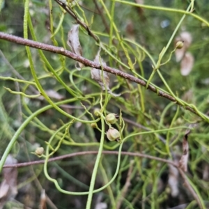 Cassytha pubescens at Buckenbowra, NSW - 6 Oct 2023