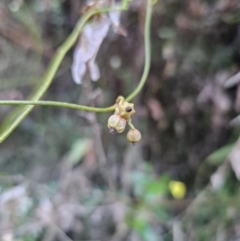 Cassytha pubescens at Buckenbowra, NSW - 6 Oct 2023 06:24 PM