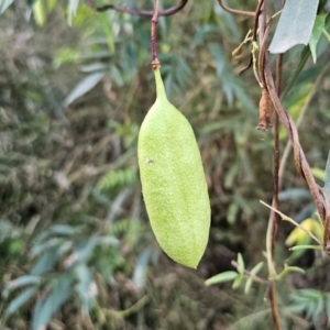 Pandorea pandorana at Buckenbowra, NSW - 6 Oct 2023