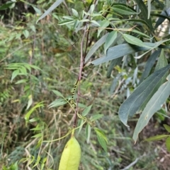 Pandorea pandorana at Buckenbowra, NSW - 6 Oct 2023 06:20 PM