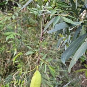 Pandorea pandorana at Buckenbowra, NSW - 6 Oct 2023 06:20 PM