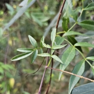 Pandorea pandorana at Buckenbowra, NSW - 6 Oct 2023