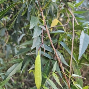 Pandorea pandorana at Buckenbowra, NSW - 6 Oct 2023