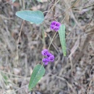 Hardenbergia violacea at Buckenbowra, NSW - 6 Oct 2023