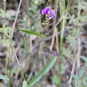 Hardenbergia violacea at Buckenbowra, NSW - 6 Oct 2023