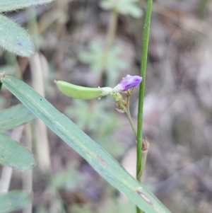 Hardenbergia violacea at Buckenbowra, NSW - 6 Oct 2023