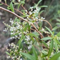 Leucopogon affinis (Lance Beard-heath) at Buckenbowra, NSW - 6 Oct 2023 by Csteele4