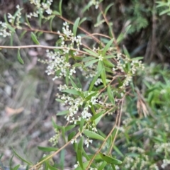 Leucopogon affinis at Buckenbowra, NSW - 6 Oct 2023 06:13 PM