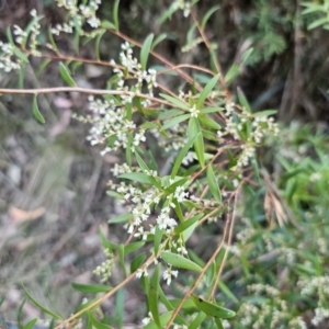 Leucopogon affinis at Buckenbowra, NSW - 6 Oct 2023 06:13 PM