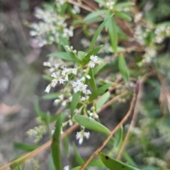 Leucopogon affinis at Buckenbowra, NSW - 6 Oct 2023 06:13 PM