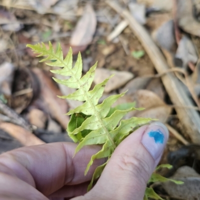 Blechnum cartilagineum (Gristle Fern) at Buckenbowra, NSW - 6 Oct 2023 by Csteele4