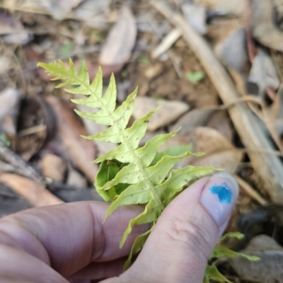 Unidentified Fern or Clubmoss at Buckenbowra, NSW - 6 Oct 2023 by Csteele4