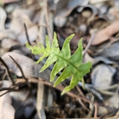 Blechnum cartilagineum at Buckenbowra, NSW - suppressed