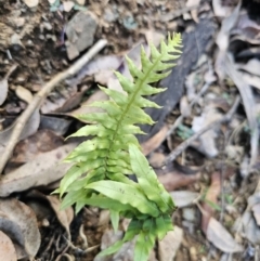 Blechnum cartilagineum at Buckenbowra, NSW - suppressed