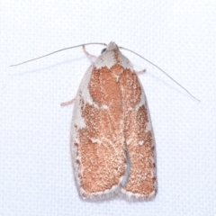 Euchaetis rhizobola (A Concealer moth (Wingia group)) at Greenleigh, NSW - 6 Oct 2023 by DianneClarke