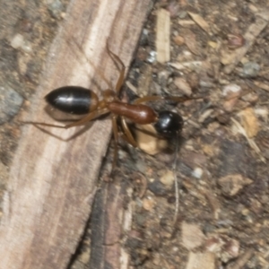 Camponotus consobrinus at Fyshwick, ACT - 6 Oct 2023