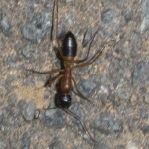 Camponotus consobrinus at Fyshwick, ACT - 6 Oct 2023