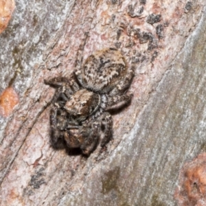 Servaea sp. (genus) at Fyshwick, ACT - 6 Oct 2023