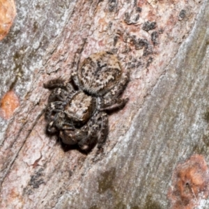 Servaea sp. (genus) at Fyshwick, ACT - 6 Oct 2023