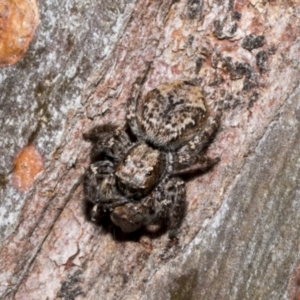 Servaea sp. (genus) at Fyshwick, ACT - 6 Oct 2023