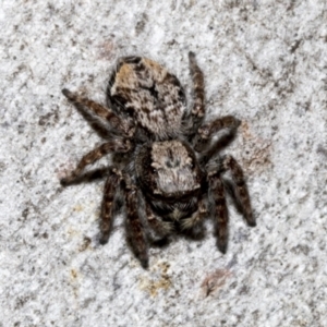 Servaea sp. (genus) at Fyshwick, ACT - 6 Oct 2023