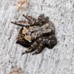 Servaea sp. (genus) at Fyshwick, ACT - 6 Oct 2023