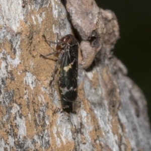 Eurymeloides punctata at Fyshwick, ACT - 6 Oct 2023 11:41 AM