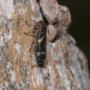 Eurymeloides punctata at Fyshwick, ACT - 6 Oct 2023