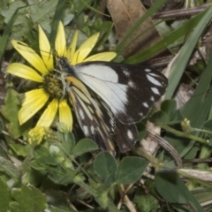 Belenois java (Caper White) at Symonston, ACT - 6 Oct 2023 by AlisonMilton
