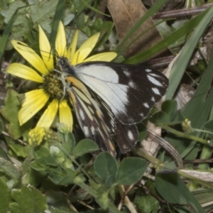 Belenois java at Symonston, ACT - 6 Oct 2023