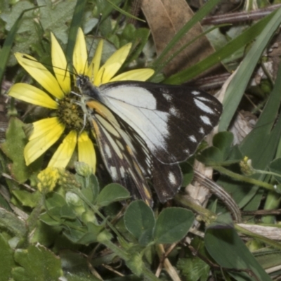 Belenois java (Caper White) at Symonston, ACT - 6 Oct 2023 by AlisonMilton