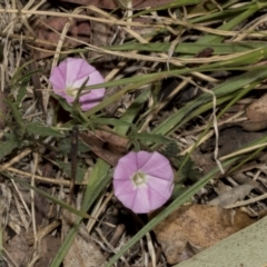 Convolvulus angustissimus subsp. angustissimus (Australian Bindweed) at Fyshwick, ACT - 6 Oct 2023 by AlisonMilton