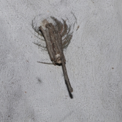 Clania ignobilis (Faggot Case Moth) at Fyshwick, ACT - 6 Oct 2023 by AlisonMilton