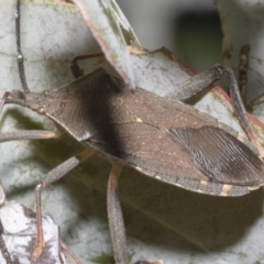 Amorbus sp. (genus) (Eucalyptus Tip bug) at Fyshwick, ACT - 6 Oct 2023 by AlisonMilton