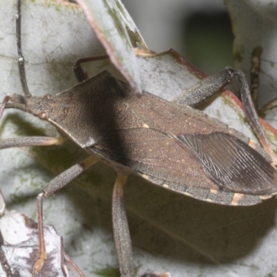 Amorbus sp. (genus) (Eucalyptus Tip bug) at Fyshwick, ACT - 6 Oct 2023 by AlisonMilton