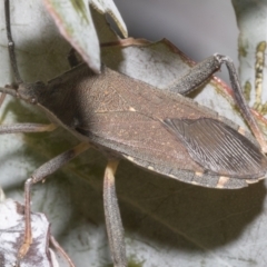 Amorbus sp. (genus) at Fyshwick, ACT - 6 Oct 2023