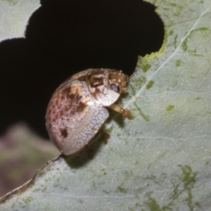 Paropsisterna m-fuscum at Fyshwick, ACT - 6 Oct 2023 11:47 AM