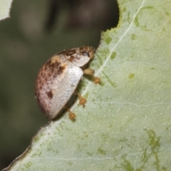 Paropsisterna m-fuscum at Fyshwick, ACT - 6 Oct 2023