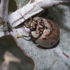 Paropsisterna m-fuscum at Fyshwick, ACT - 6 Oct 2023 11:47 AM