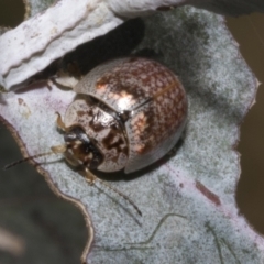 Paropsisterna m-fuscum at Fyshwick, ACT - 6 Oct 2023 11:47 AM