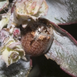 Paropsisterna m-fuscum at Fyshwick, ACT - 6 Oct 2023 11:47 AM