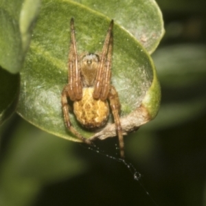 Araneus hamiltoni at Fyshwick, ACT - 6 Oct 2023