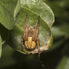 Araneus hamiltoni at Fyshwick, ACT - 6 Oct 2023