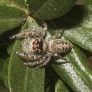 Opisthoncus grassator at Fyshwick, ACT - 6 Oct 2023