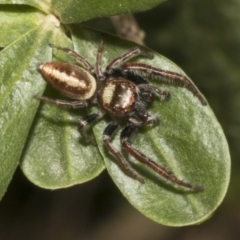 Opisthoncus nigrofemoratus (Black-thighed jumper) at Fyshwick, ACT - 6 Oct 2023 by AlisonMilton