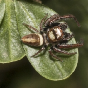 Opisthoncus nigrofemoratus at Fyshwick, ACT - 6 Oct 2023