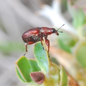 Euops sp. (genus) at Paddys River, ACT - 6 Oct 2023