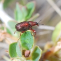 Euops sp. (genus) at Paddys River, ACT - 6 Oct 2023